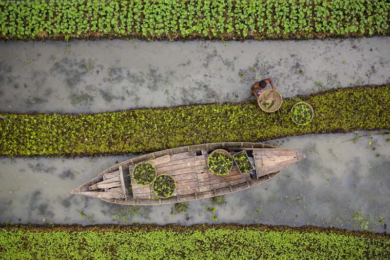 Boats and workers move through green agricultural wetland fields from above.