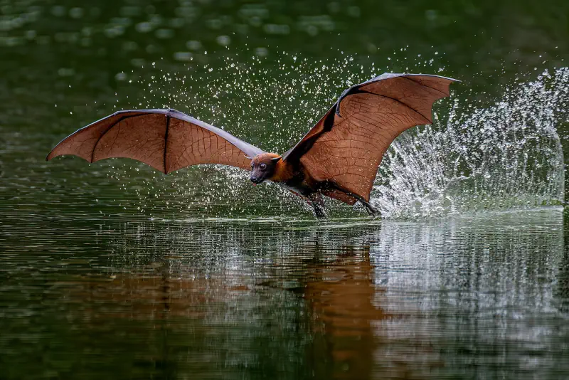 A flying fox skims across water with wings spread wide.