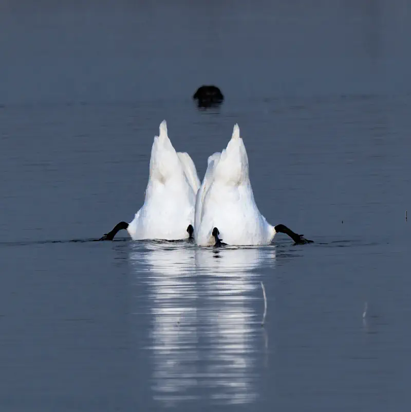 White waterbirds dip into calm blue water.