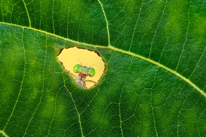A small subject appears through a bright opening in a green leaf.
