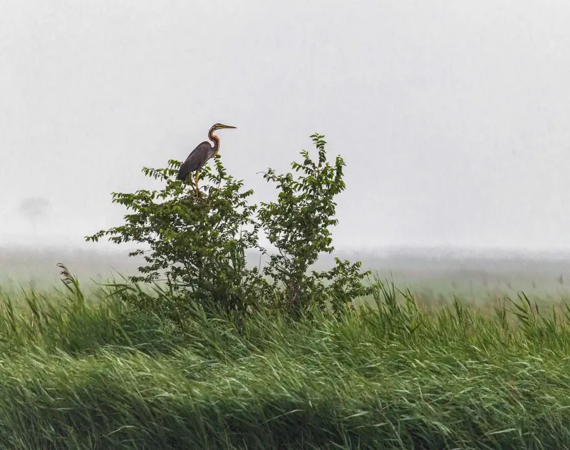 A bird stands on a branch above windblown green reeds.