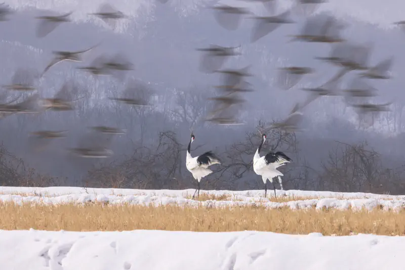 Birds fly through a muted winter wetland scene.