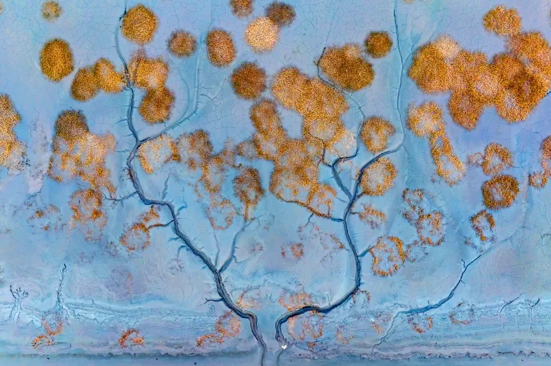 Aerial view of golden wetland plants branching across blue tidal flats.