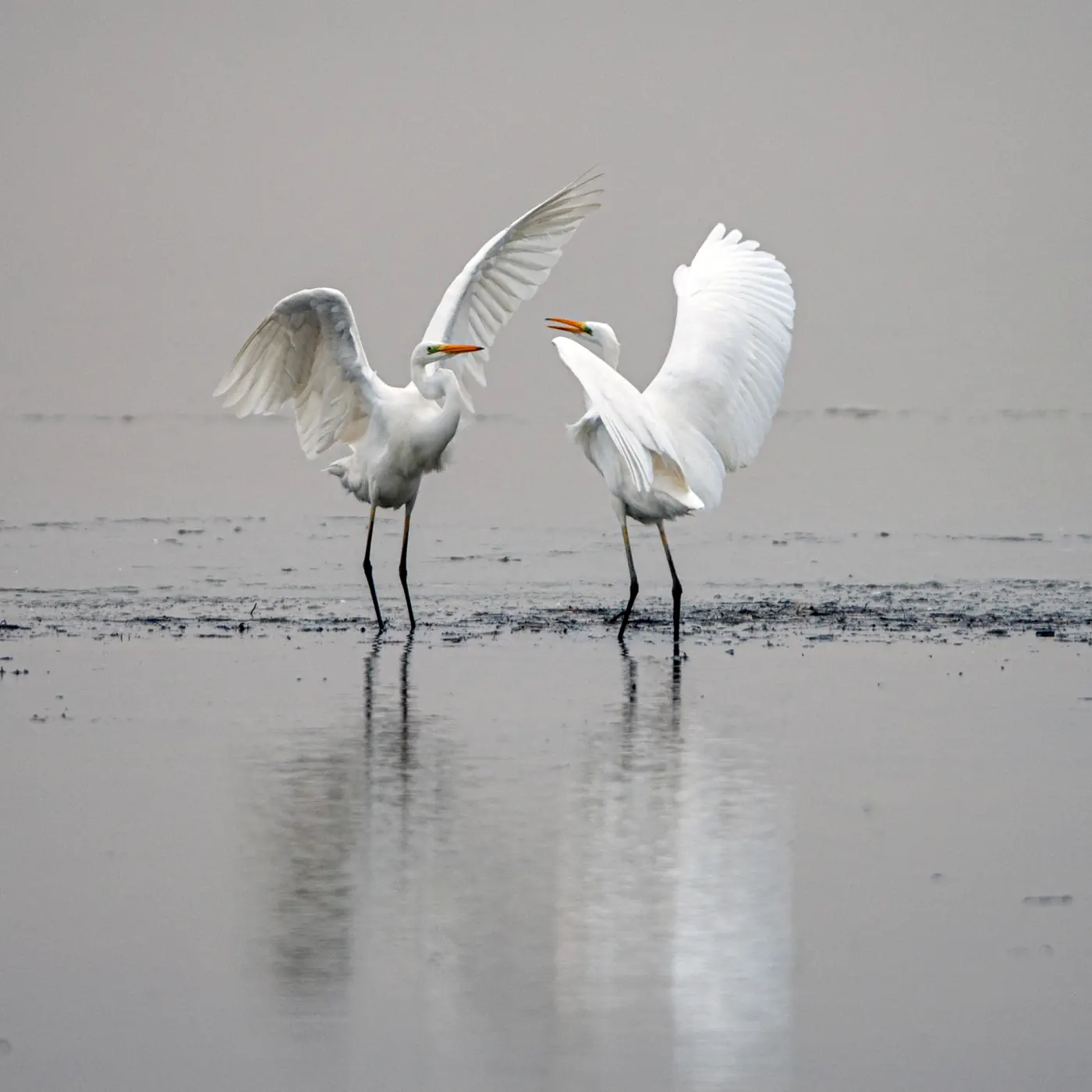 Two white migratory birds standing in shallow wetland water