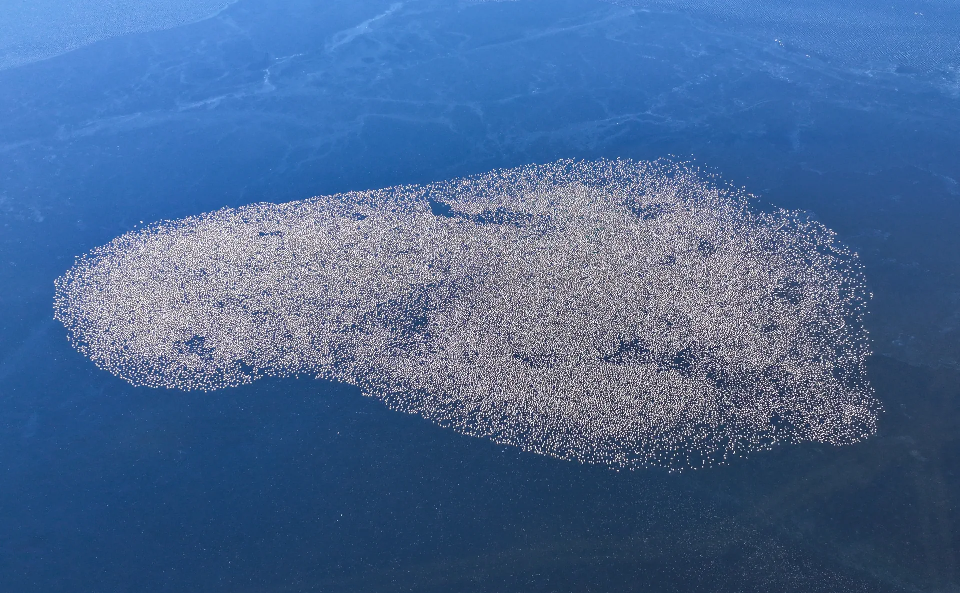 Aerial view of a dense flock of migratory birds resting on blue wetland water